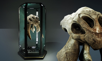 Puglisi Collection: Kamposi Magnus Skull